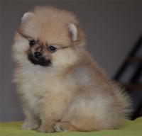 POM D456 FEMMINA DI POMERANIA