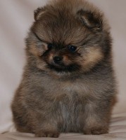 POM0 F345 FEMMINUCCIA DI POMERANIA
