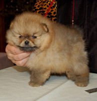 POM2222 MASCHIETTO DI POMERANIA