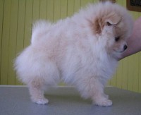 POM6736 femmina di pomerania