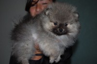 POM5467 MASCHIO DI POMERANIA